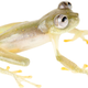 A male member of the new glass frog species, Nymphargus manduriacu